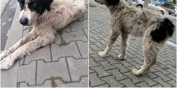 catel alba iulia jpg