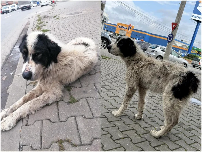 Nero și-a regăsit stăpânii după 3 ani FOTO Andreea Berar