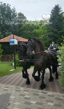 nunta lui Bogdan Jianu cu Cătălina Ponor