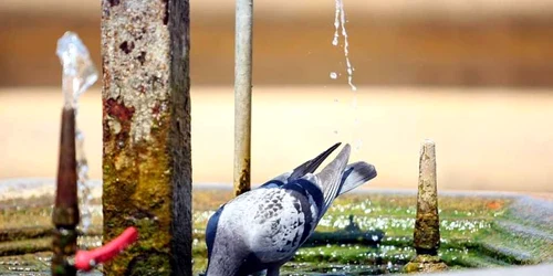 Până şi porumbeii iau cu asalt fântânile