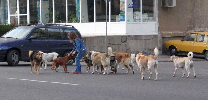 65.000 de câini fără stăpân sunt pe străzile Bucureştiului FOTO Arhivă Adevărul