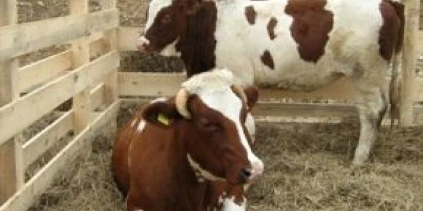 Cantitatea de lapte de vacă a scăzut cu 6,7% în primele nouă luni