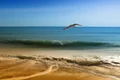 seagull 3232350 1920 jpg