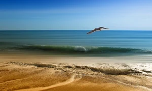 seagull 3232350 1920 jpg