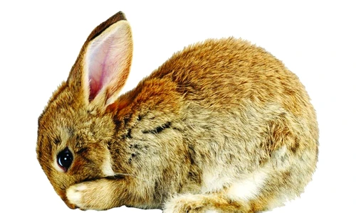 1 46559 original jpg jpeg