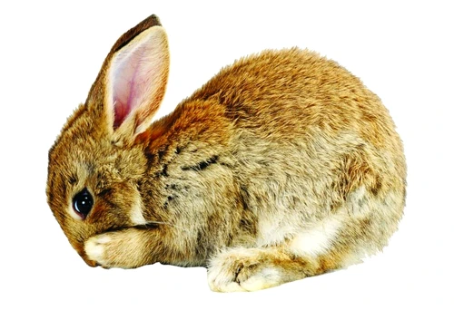 1 46559 original jpg jpeg