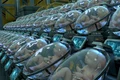 Ferma de bebeluși EctoLife în utere artificiale FOTO Simulare 