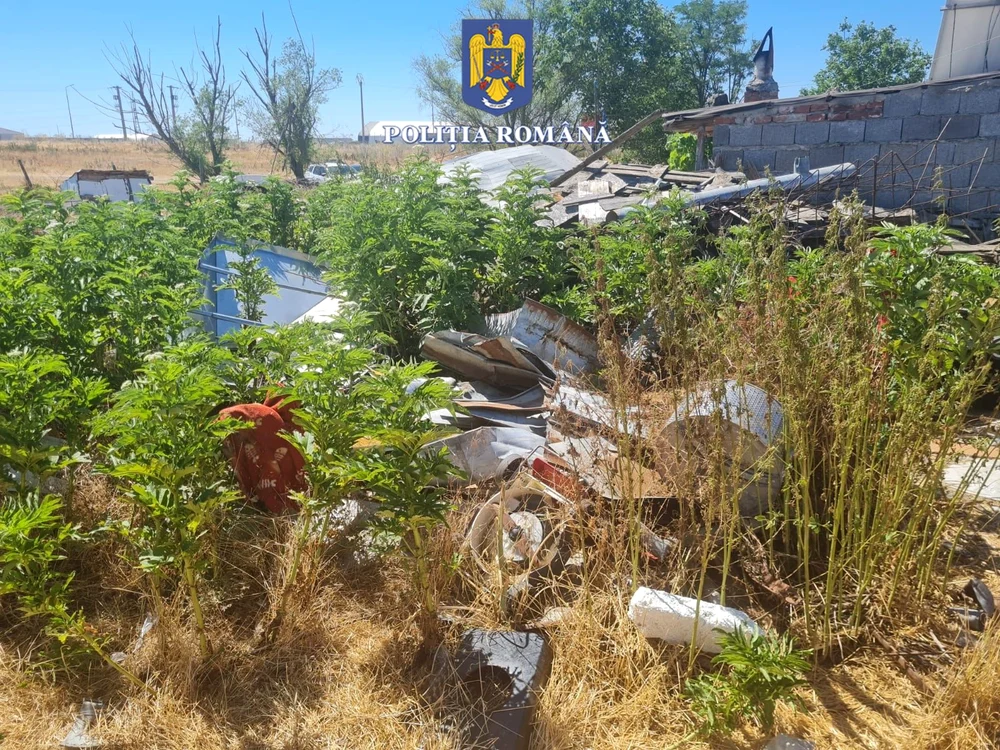 Deșeuri periculoase descoperite la o fermă din Arad Foto: Poliția Română