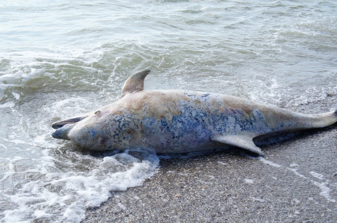 Delfin eşuat pe ţărm FOTO Mare Nostrum