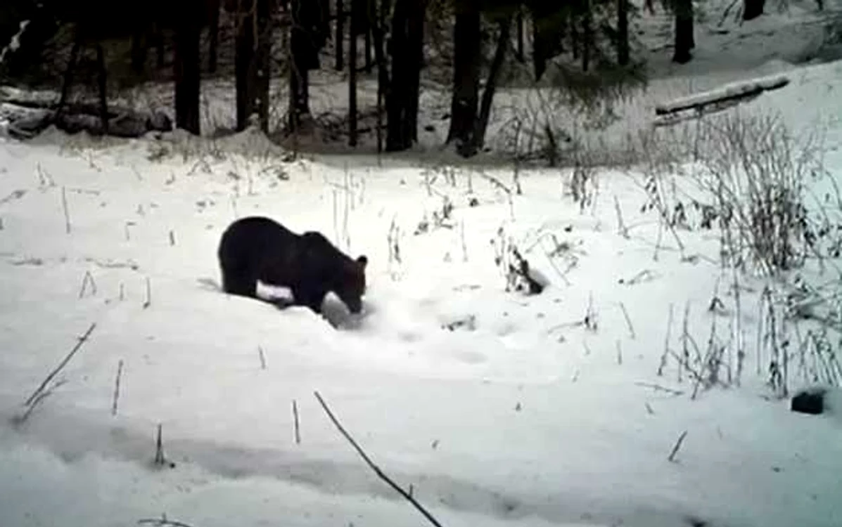 FOTO: Parcul Natural Grădiştea Muncelului Cioclovina.