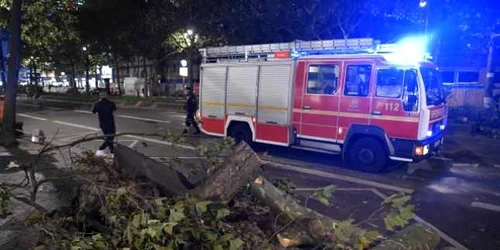 Copaci cazuti la Berlin FOTO AFP