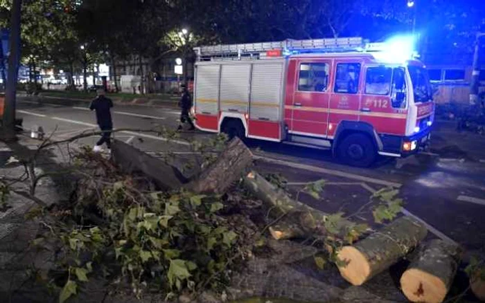 Copaci căzuţi la Berlin FOTO AFP