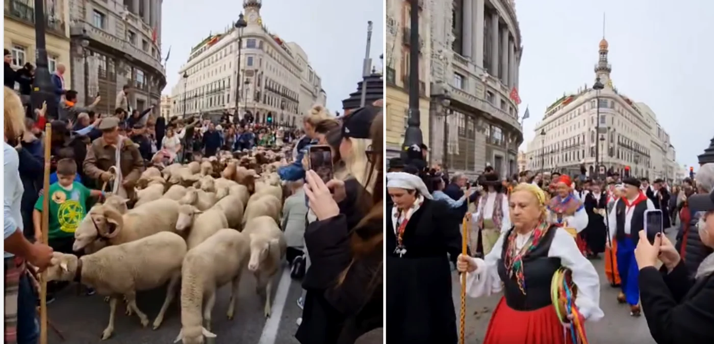 Transhumanță în Madrid. FOTO captură video Facebook José Luis Fernández-Tostado