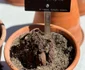 Bujorul românesc plantat de Majestatea Sa Margareta, la Grădina Botanica din Madrid. FOTO: Casa Majestăţii Sale
