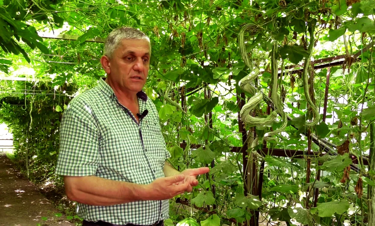 Planta este aclimatizată de echipa cercetătorului Costel Vânătoru Foto I.B.
