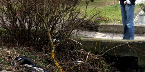 Cursuri de apă cu deşeuri