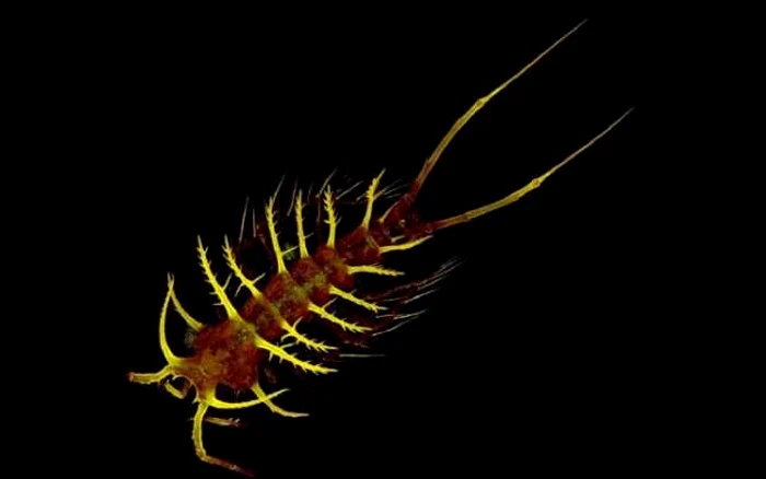 Ceratonotus steiningeri face parte dintr-o subclasă a crustaceelor Ceratonotus steiningeri face parte dintr-o subclasă a crustaceelor