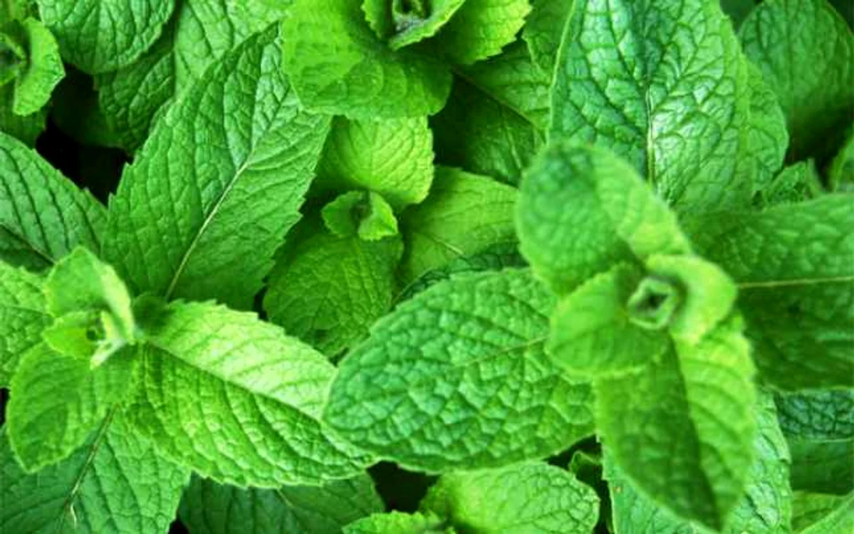 menta