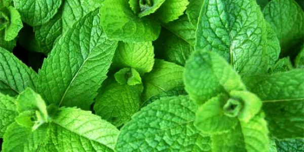menta