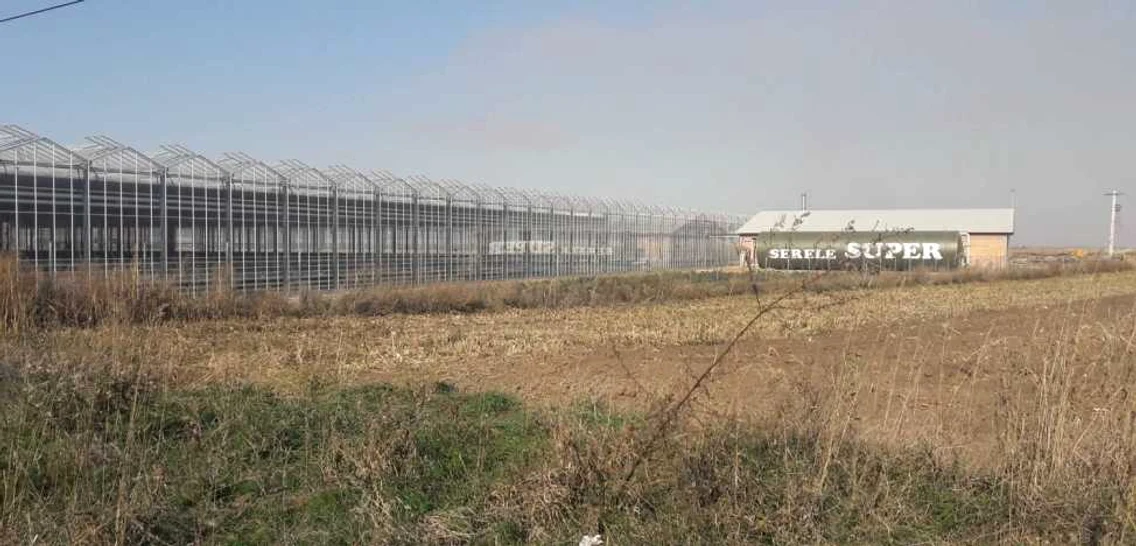 Cea mai modernă seră din România a fost construită de olandezi în judeţul Timiş FOTO Ş.Both