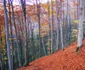 Drumul spre peștera din Valea Rea Foto Daniel Guță (17) jpg