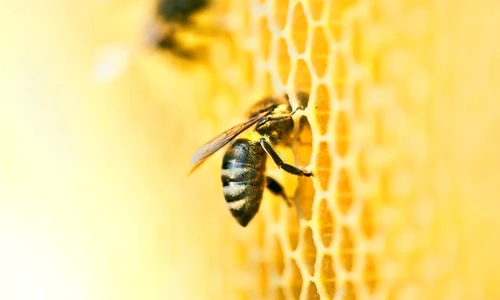 1 shutterstock 1459096754 jpg jpeg