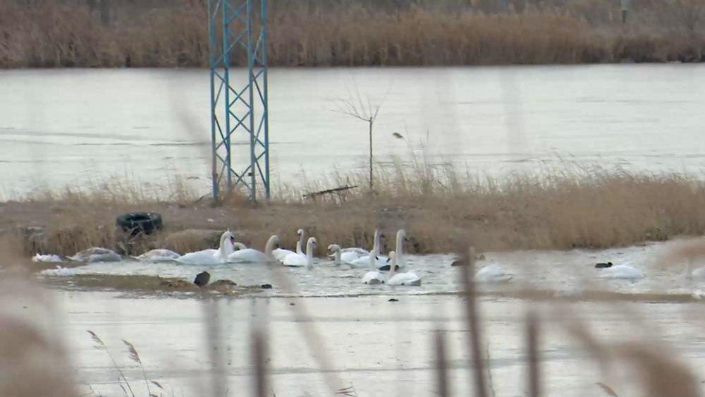 Iernile blânde au derutat păsările migratoare. În toiul iernii, zeci de lebede poposesc pe o baltă de lângă Buzău VIDEO