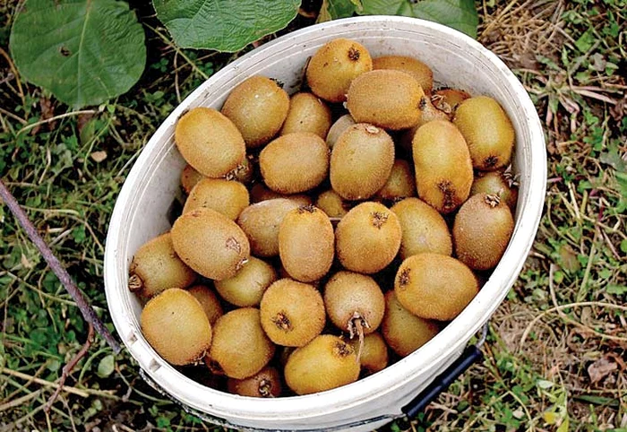 Fructul de kiwi este bogat în vitamina C