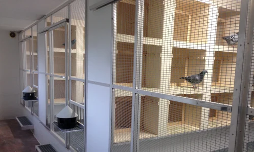 1 produsecolumbofile ro jpg jpeg