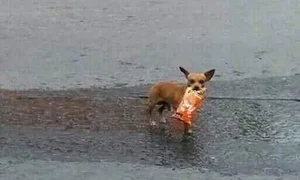     şi se întoarce cu livrarea la domiciliu jpeg