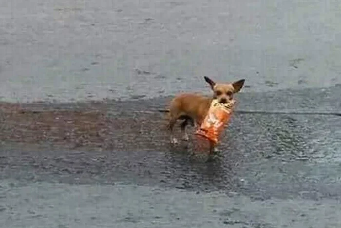 ... şi se întoarce cu livrarea la domiciliu