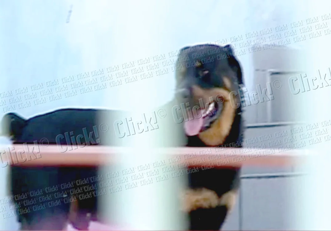Oamenii se plâng că  animalul periculos este lăsat  să umble liber pe stradă