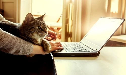 1 77349 original jpg jpeg