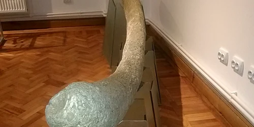 Muzeul Evoluţiei Omului