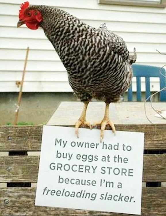Stăpânul meu a trebuit să cumpere ouă de la magazin pentru că eu sunt o leneşă care se îmbuibă cu grăunţe