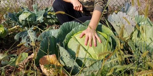 veronica gogot cultivă legume magice - foto arhiva personală