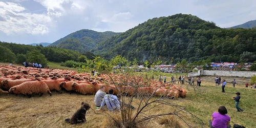 Turcana Regina muntilor sarbatoarea oierilor din Muntii Orastiei   Foto Daniel Guță  ADEVĂRUL (65) jpg