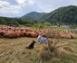 Turcana Regina muntilor sarbatoarea oierilor din Muntii Orastiei   Foto Daniel Guță  ADEVĂRUL (65) jpg