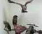 Animale împăiate pe vremea Austro-Ungariei FOTO Ştefan Both