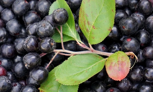 1 84639 original jpg jpeg