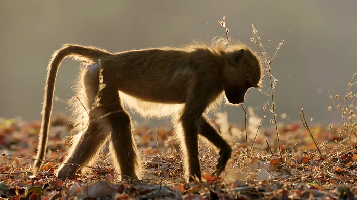 Maimuțele au dat bătăi de cap echipei de filmare. FOTO: BBC