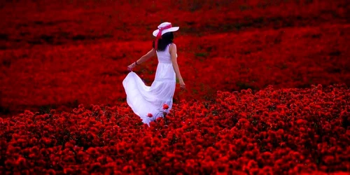 Câmpuri de mac FOTO Răzvan Vitionescu