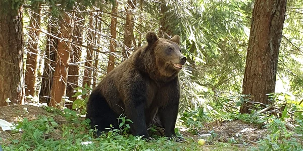 Urșii de pe Transfăgărășan Sursă FB Claudiu Bercea
