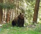 Urșii de pe Transfăgărășan Sursă FB Claudiu Bercea