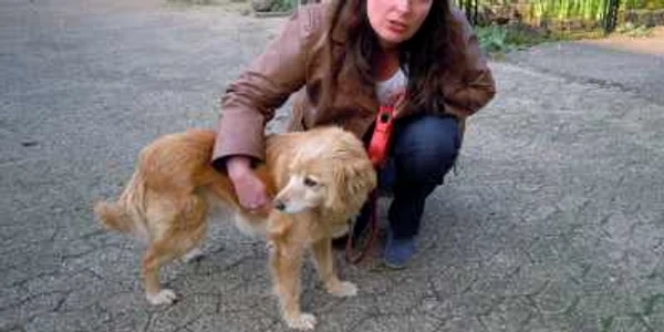 Cațelușa Tina, adoptată în Olanda