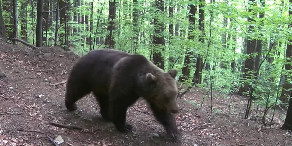 Captură urs. FOTO Romsilva - Administrația Parcului Natural Bucegi