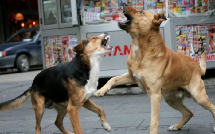 Foto: arhivă Adevărul