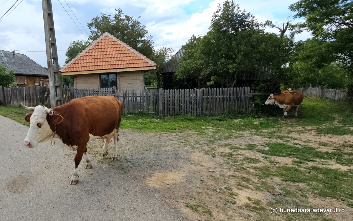 Puțin localnici mai cresc animale. Foto: Daniel Guță