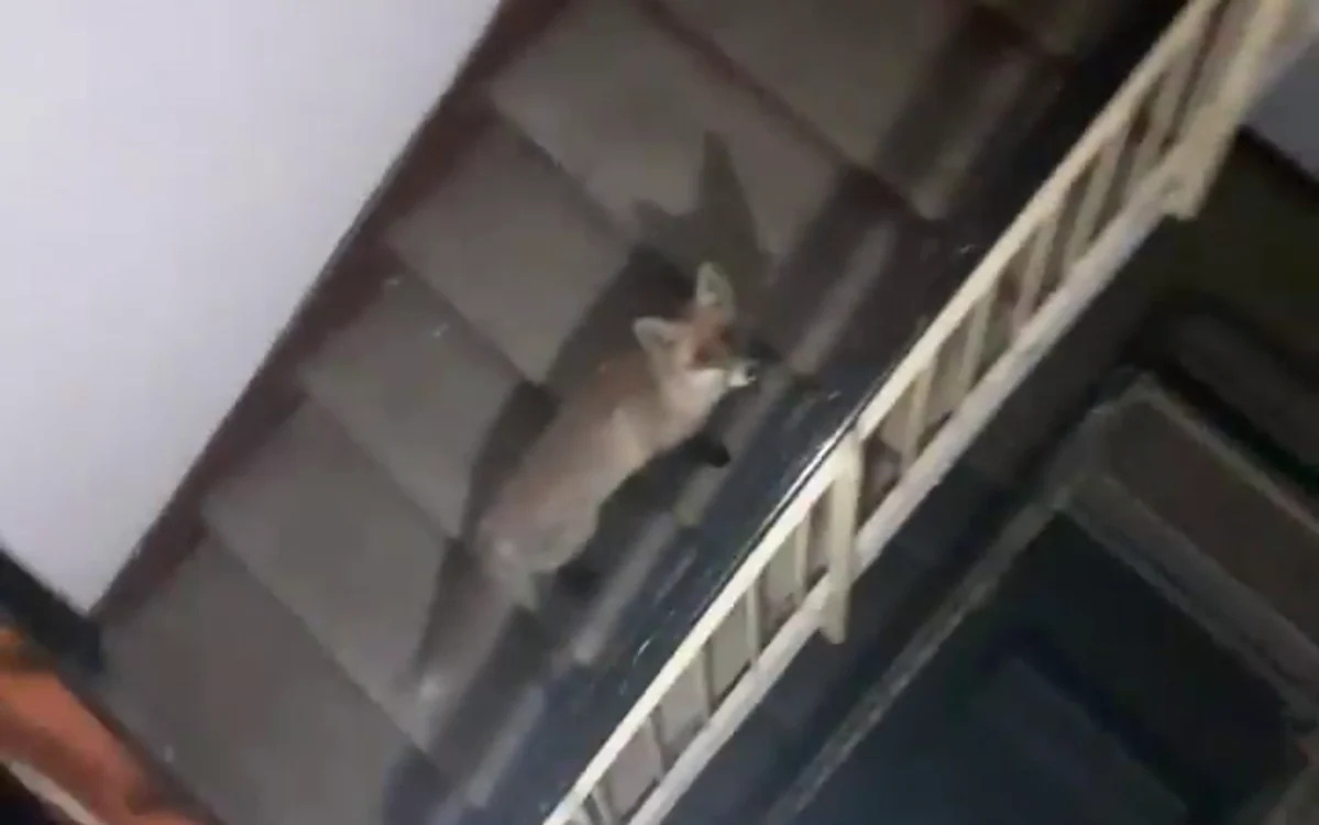 Captură video