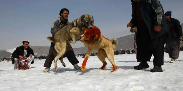 Kuchis este una dintre sărbătorile tradiționale afgane/ foto:Reuters 